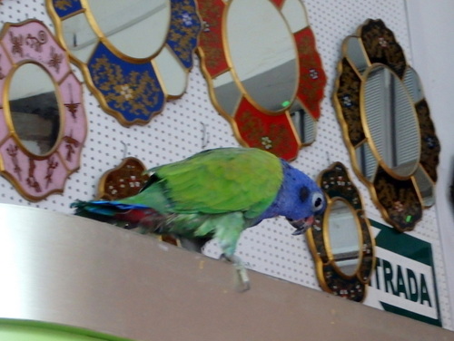 The Shop's Parrot was free to come and go as it pleased.